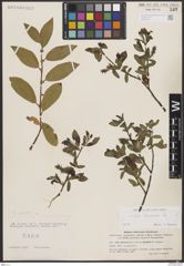 Foto von Salix borealis Fr.